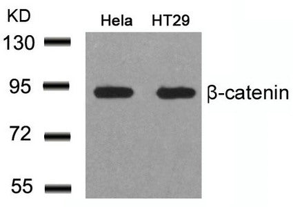 Western blot analysis of extracts from Hela and HT29 cells using b-Catenin(Ab-41/45) Antibody.