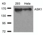 Western blot analysis of extracts from 293 and Hela cells using ASK1(Ab-966) Antibody.