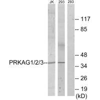 Western blot analysis of extracts from Jurkat cells and 293 cells, using PRKAG1/2/3 antibody.