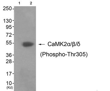 Western blot analysis of extracts from 3T3 cells (Lane 2), using CaMK2α/β/δ (Phospho-Thr305) Antibody. The lane on the left is treated with antigen-specific peptide.