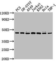 Western Blot Positive WB detected in: PC3 whole cell lysate, SH-SY5Y whole cell lysate, A549 whole cell lysate, Jurkat whole cell lysate, K562 whole cell lysate, Hela whole cell lysate, THP-1 whole cell lysate All lanes: CSNK2A3 antibody at 1:2000...