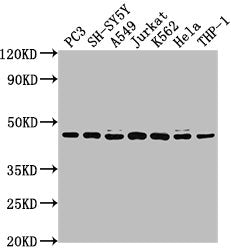 Western Blot Positive WB detected in: PC3 whole cell lysate, SH-SY5Y whole cell lysate, A549 whole cell lysate, Jurkat whole cell lysate, K562 whole cell lysate, Hela whole cell lysate, THP-1 whole cell lysate All lanes: CSNK2A3 antibody at 1:2000...