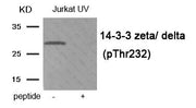 Western blot analysis of extracts from Jurkat cells treated with UV using Phospho-14-3-3 zeta/ delta (Thr232) antibody.The lane on the right is treated with the antigen-specific peptide.