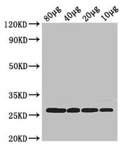 Western Blot Positive WB detected in: Rosseta bacteria lysate at 80ug, 40ug, 20ug, 10ug All lanes: rpsB antibody at 2.5ug/ml Secondary Goat polyclonal to rabbit IgG at 1/50000 dilution predicted band size: 27 kDa observed band size: 27 kDa