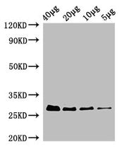Western Blot Positive WB detected in: Rosseta bacteria lysate at 40µg, 20µg, 10µg, 5µg All lanes: rpsB antibody; HRP conjugated at 0.42µg/ml Predicted band size: 27 kDa Observed band size: 27 kDa