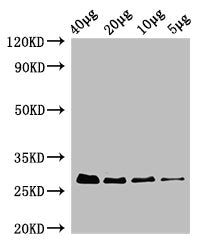 Western Blot Positive WB detected in: Rosseta bacteria lysate at 40µg, 20µg, 10µg, 5µg All lanes: rpsB antibody; HRP conjugated at 0.42µg/ml Predicted band size: 27 kDa Observed band size: 27 kDa