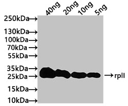 Western Blot Positive WB detected in: recombinant protein All lanes: rplI Antibody at 1:1000 Secondary Goat polyclonal to rabbit IgG at 1/50000 dilution Predicted band size: 23 kDa Observed band size: 27 kDa