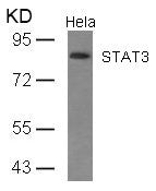 Western blot analysis of extracts from Hela cells using STAT3(Ab-727) Antibody.