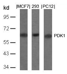 Western blot analysis of extracts from MCF, 293 and PC12 cells using PDK1(Ab-241) Antibody.