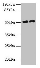 Western blot All lanes: PLA2G7 antibody at 9µg/ml Lane 1: RAW264.7 whole cell lysate Lane 2: Mouse liver tissue Secondary Goat polyclonal to rabbit IgG at 1/10000 dilution Predicted band size: 51 kDa Observed band size: 51 kDa