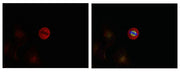 Immunofluorescence staining of methanol-fixed Hela cells showing centrosome and nuclear staining using p44/42 MAP Kinase (Phospho-Tyr204) Antibody.