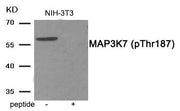 Western blot analysis of extracts from NIH-3T3 tissue using MAP3K7 (Phospho-Thr187) antibody.The lane on the right is treated with the antigen-specific peptide.
