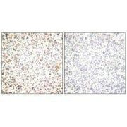 Immunohistochemical analysis of paraffin-embedded human lymph node tissue using OCT-1 antibody.