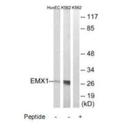 Western blot analysis of extracts from HuvEc and K562 cells, using EMX1 antibody.