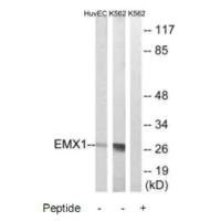 Western blot analysis of extracts from HuvEc and K562 cells, using EMX1 antibody.