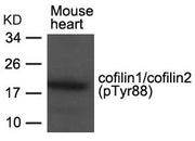 Western blot analysis of extracts from Mouse heart tissue using cofilin1/cofilin2(phospho-Tyr88) Antibody.