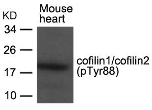 Western blot analysis of extracts from Mouse heart tissue using cofilin1/cofilin2(phospho-Tyr88) Antibody.