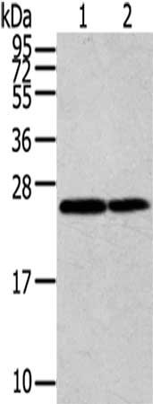 Gel: 12%SDS-PAGE,Lysate: 40 ug,Lane 1-2: Jurkat cells, Hela cells,Primary antibody: CSB-PA092188(RAN Antibody) at dilution 1/200 dilution,Secondary antibody: Goat anti rabbit IgG at 1/8000 dilution,Exposure time: 30 seconds