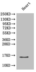 Western Blot Positive WB detected in: Mouse heart tissue All lanes: Cxcl5 antibody at 2µg/ml Secondary Goat polyclonal to rabbit IgG at 1/50000 dilution Predicted band size: 15 kDa Observed band size: 15 kDa