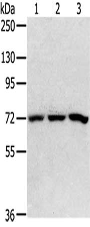 Gel: 6%SDS-PAGE,Lysate: 40 ug,Lane 1-3: 293T cells, HepG2 cells, K562 cells,Primary antibody: CSB-PA092824(SRP68 Antibody) at dilution 1/200 dilution,Secondary antibody: Goat anti rabbit IgG at 1/8000 dilution,Exposure time: 5 seconds