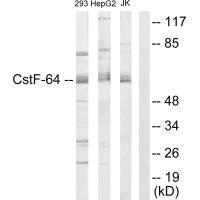 Western blot analysis of extracts from 293 cells. HepG2 cells and Jurkat cells, using CSTF2 antibody.