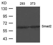 Western blot analysis of extracts from 293 and 3T3 cells using Smad2(Ab-220) Antibody