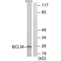 Western blot analysis of extracts from COLO cells, using BCLW antibody.