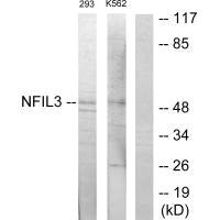 Western blot analysis of extracts from 293 cells and K562 cells, using NFIL3 antibody.
