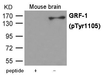 Western blot analysis of extracts from Mouse brain tissue using GRF-1 (Phospho-Tyr1105) Antibody.The lane on the left is treated with the antigen-specific peptide.