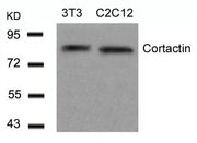 Western blot analysis of extracts from 3T3 and C2C12 cells using Cortactin(Ab-466) Antibody.