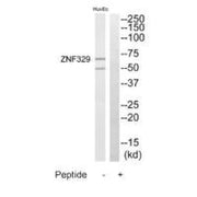 Western blot analysis of extracts from HuvEc cells, using ZNF329 antibody.