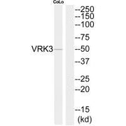 Western blot analysis of extracts from COLO205 cells, using VRK3 antibody.
