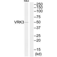 Western blot analysis of extracts from COLO205 cells, using VRK3 antibody.