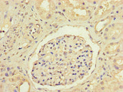 Immunohistochemistry of paraffin-embedded human kidney tissue using CSB-PA09689A0Rb at dilution of 1:100