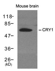Western blot analysis of extracts from mouse brain tissue using CRY1 antibody.