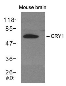 Western blot analysis of extracts from mouse brain tissue using CRY1 antibody.