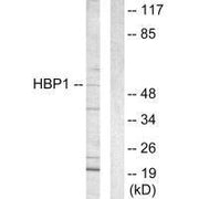 Western blot analysis of extracts from COS-7 cells, using HBP1 antibody.
