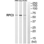 Western blot analysis of extracts from K562 cells, CoLo205 cells and HuvEc cells, using RPC3 antibody.