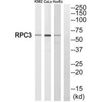 Western blot analysis of extracts from K562 cells, CoLo205 cells and HuvEc cells, using RPC3 antibody.
