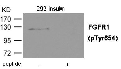 Western blot analysis of extracts from 293 cells treated with insulin using FGFR1 (Phospho-Tyr654) Antibody.The lane on the right is treated with the antigen-specific peptide.