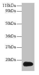 Western blot All lanes: ISG15 antibody at 2µg/ml + 293T whole cell lysate Secondary Goat polyclonal to rabbit IgG at 1/15000 dilution Predicted band size: 18 kDa Observed band size: 18 kDa