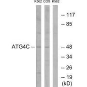 Western blot analysis of extracts from K562 cells and COS7 cells, using ATG4C antibody.