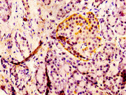 Immunohistochemistry of paraffin-embedded human pancreatic tissue using CSB-PA09777A0Rb at dilution of 1:100