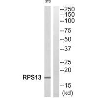 Western blot analysis of extracts from 3T3 cells, using RPS13 antiobdy.