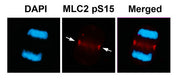 Immunofluorescence staining of methanol-fixed U87 cells using MLC2 (Phospho-Ser15) Antibody.