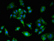 Immunofluorescent analysis of HepG2 cells using CSB-PA09949A0Rb at dilution of 1:100 and Alexa Fluor 488-congugated AffiniPure Goat Anti-Rabbit IgG(H+L)