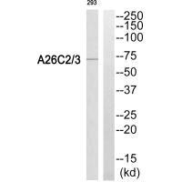 Western blot analysis of extracts from 293 cells, using A26C2/3 antiobdy.
