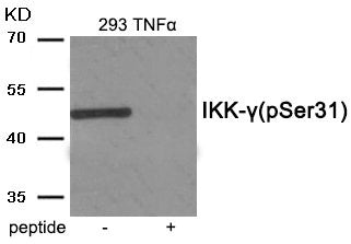 Western blot analysis of extracts from 293 cells treated with TNF-a using Phospho-IKK- gamma (Ser31) antibody.The lane on the right is treated with the antigen-specific peptide.