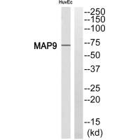 Western blot analysis of extracts from HuvEc cell, using MAP9 antibody.