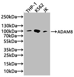 Western Blot Positive WB detected in: Raji whole cell lysate, THP-1 whole cell lysate, RAW264.7 whole cell lysate All lanes: ADAM8 antibody at 3.8µg/ml Secondary Goat polyclonal to rabbit IgG at 1/50000 dilution Predicted band size: 89, 79, 81 kDa...